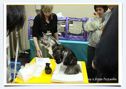 фото вес кота мейн кун взвешивание на выставках Питомник мейн кунов Натурал Шарм Саратов
